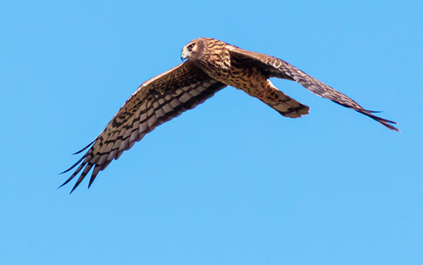 Northern Harrier Circus cyaneus