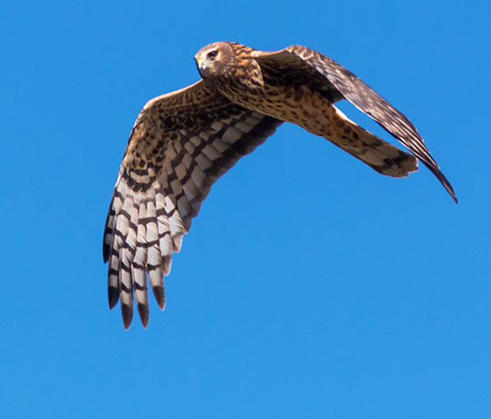Northern Harrier Circus cyaneus