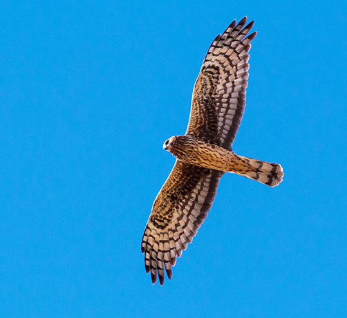 Northern Harrier Circus cyaneus
