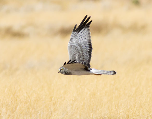 Northern Harrier Circus cyaneus