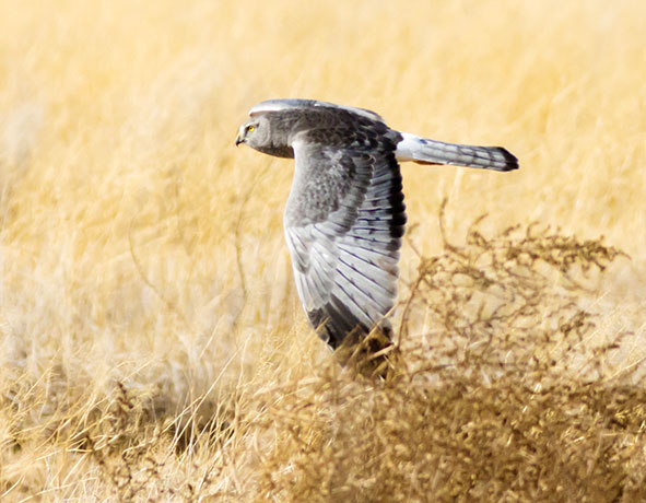 Northern Harrier Circus cyaneus