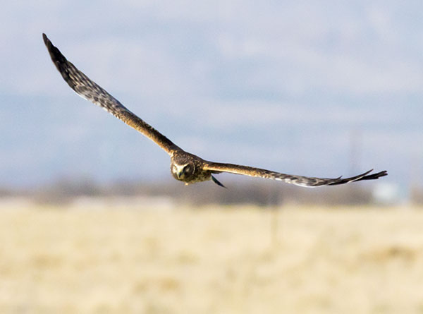Northern Harrier Circus cyaneus