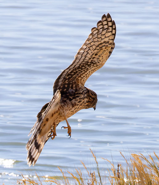 Northern Harrier Circus cyaneus