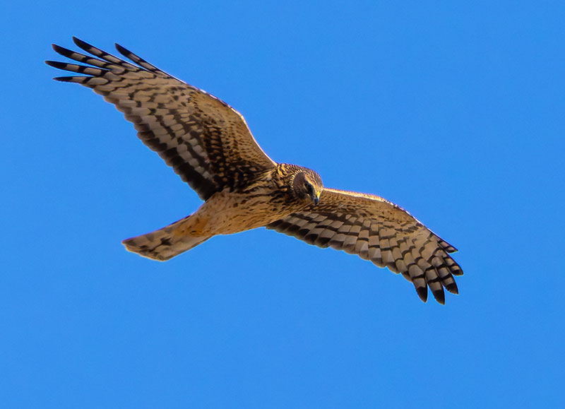 Northern Harrier Circus cyaneus