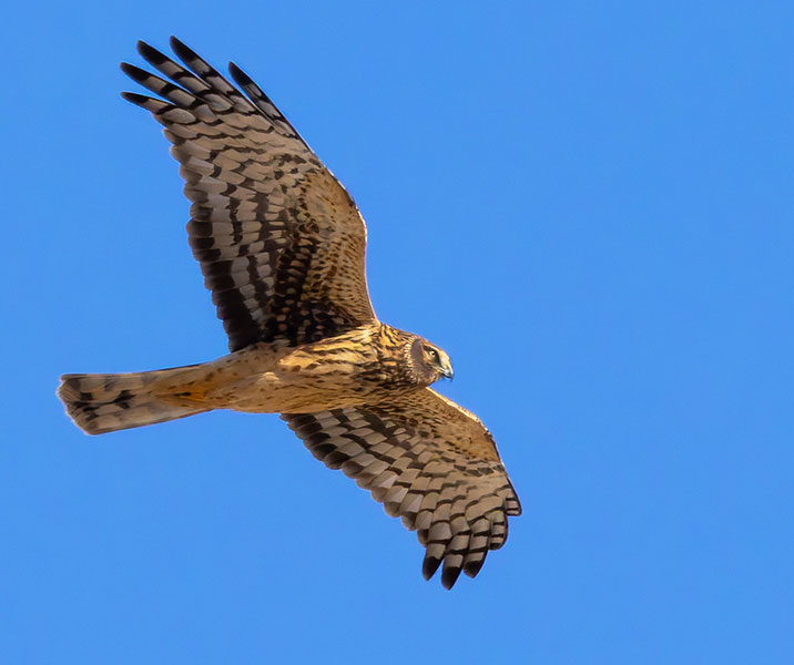 Northern Harrier Circus cyaneus