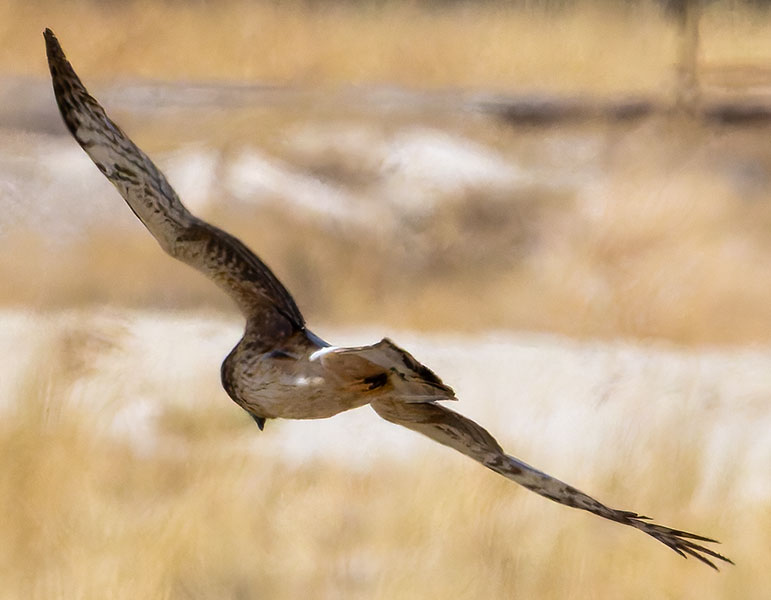 Northern Harrier Circus cyaneus
