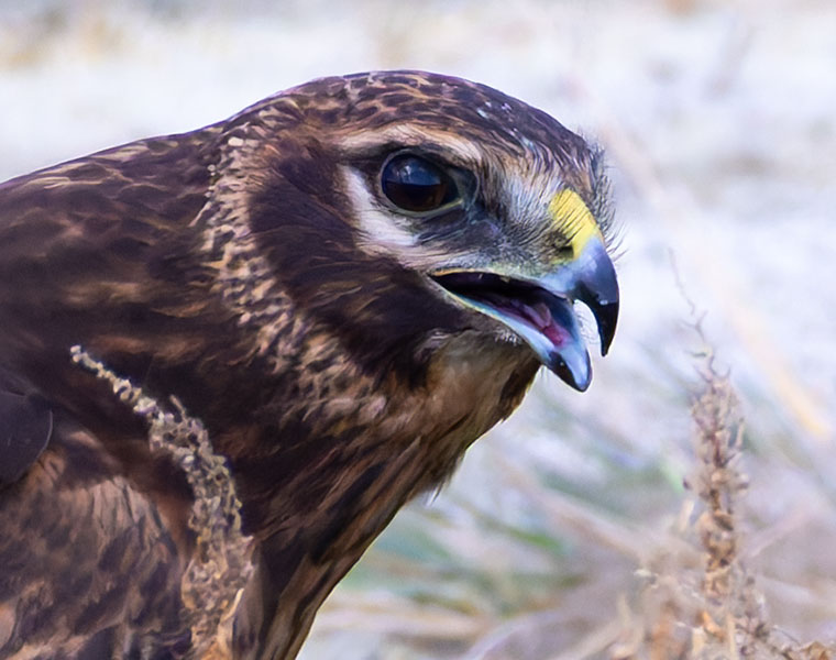 Northern Harrier Circus cyaneus