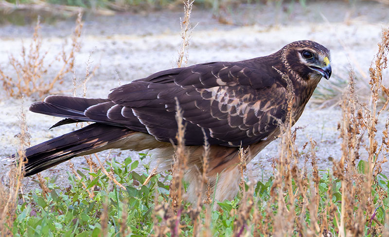 Northern Harrier Circus cyaneus