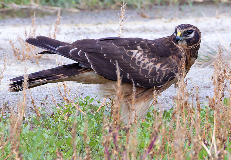Northern Harrier Circus cyaneus