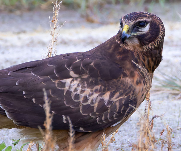 Northern Harrier Circus cyaneus
