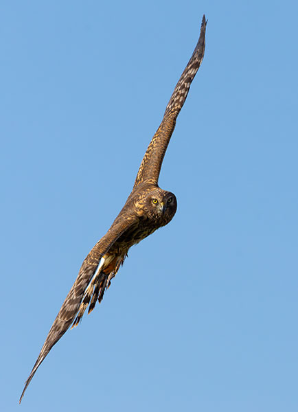 Northern Harrier Circus cyaneus