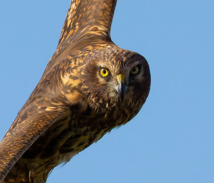 Northern Harrier Circus cyaneus