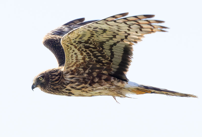 Northern Harrier Circus cyaneus