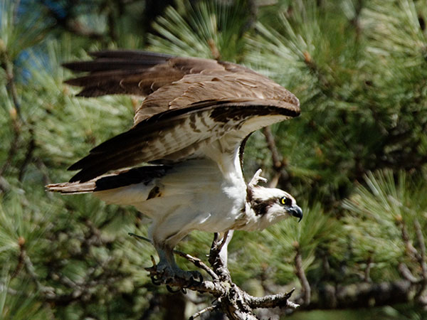 Osprey Pandion haliaetus