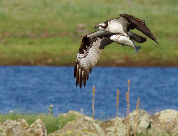 Osprey Pandion haliaetus