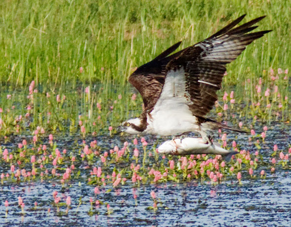 Osprey Pandion haliaetus