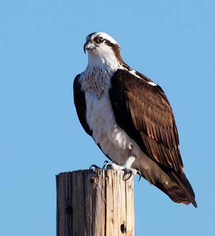 Osprey Pandion haliaetus