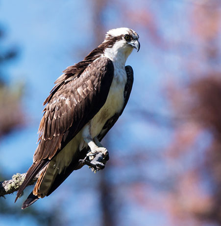 Osprey Pandion haliaetus