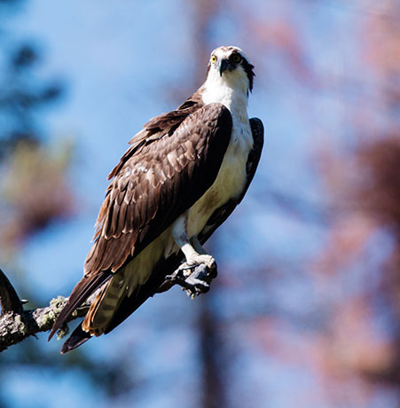 Osprey Pandion haliaetus