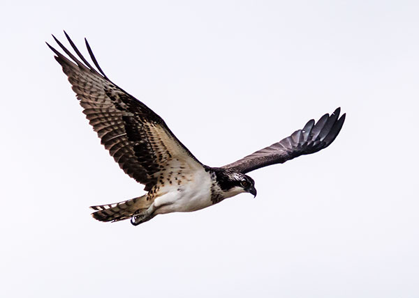 Osprey Pandion haliaetus