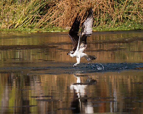 Osprey Pandion haliaetus