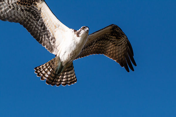 Osprey Pandion haliaetus