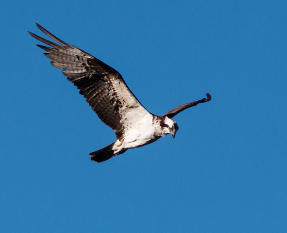 Osprey Pandion haliaetus