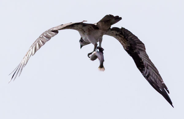 Osprey Pandion haliaetus