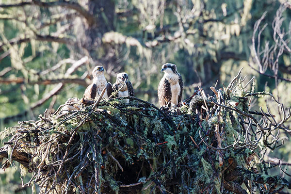 Osprey Pandion haliaetus