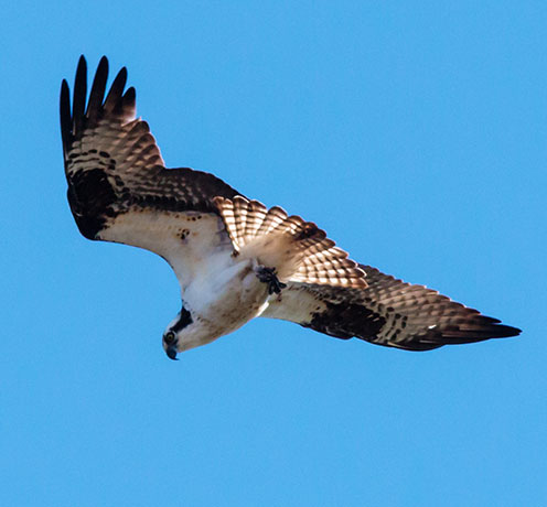 Osprey Pandion haliaetus