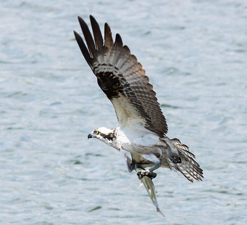 Osprey Pandion haliaetus