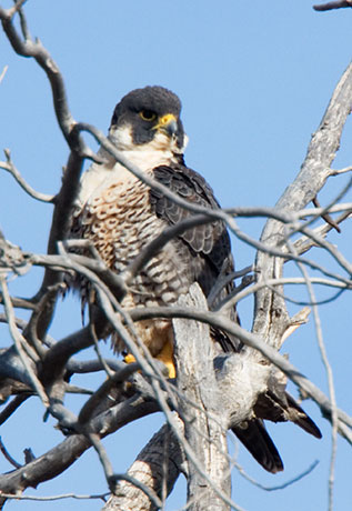 Peregrine Falcon Falco peregrinus