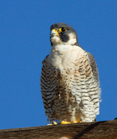 Peregrine Falcon Falco peregrinus