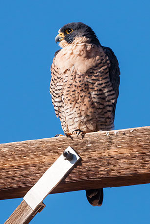 Peregrine Falcon Falco peregrinus