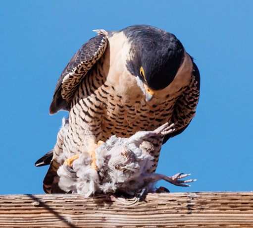 Peregrine Falcon Falco peregrinus