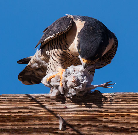 Peregrine Falcon Falco peregrinus