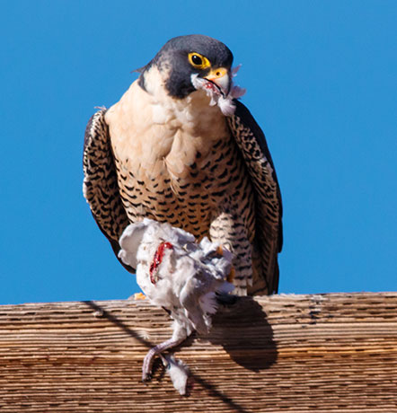 Peregrine Falcon Falco peregrinus
