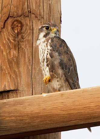 Prairie Falcon Falco mexicanus 