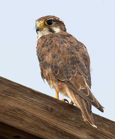 Prairie Falcon Falco mexicanus 