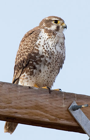 Prairie Falcon Falco mexicanus 