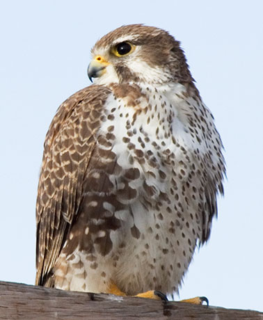 Prairie Falcon Falco mexicanus 