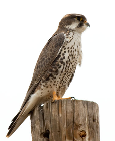 Prairie Falcon Falco mexicanus 
