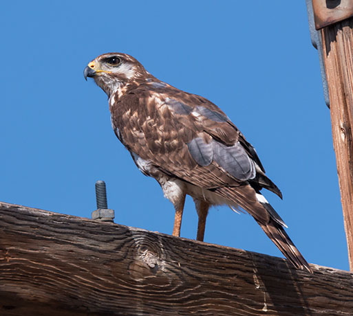 Prairie Falcon Falco mexicanus 