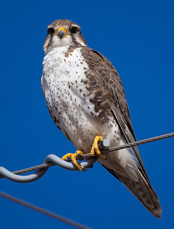 Prairie Falcon Falco mexicanus 