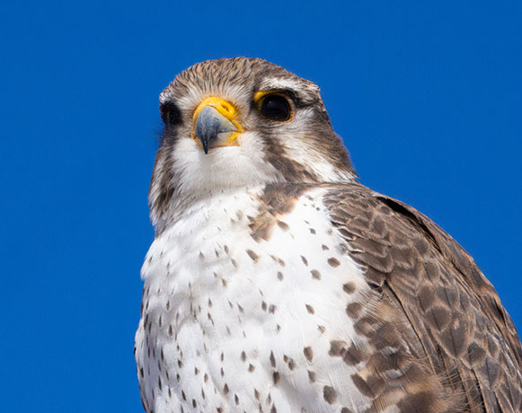Prairie Falcon Falco mexicanus 