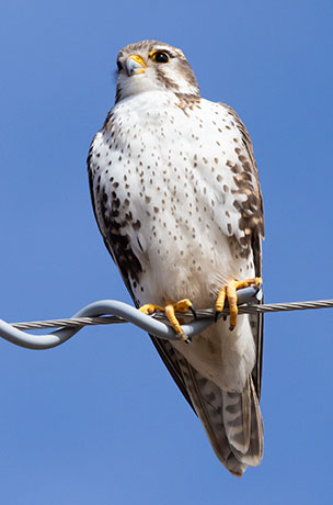 Prairie Falcon Falco mexicanus 