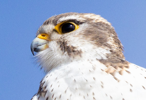 Prairie Falcon Falco mexicanus 