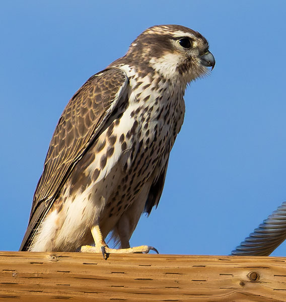 Prairie Falcon Falco mexicanus 