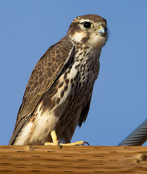 Prairie Falcon Falco mexicanus 