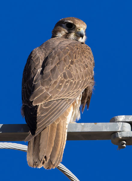 Prairie Falcon Falco mexicanus 